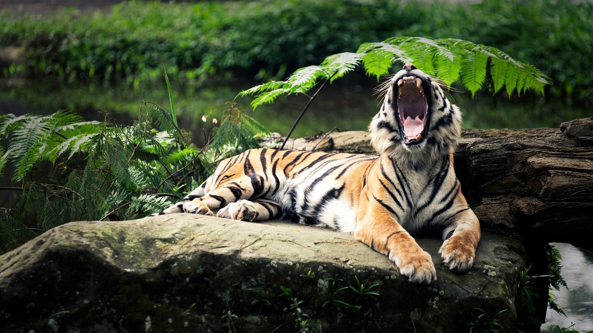 tiger tierwelt katze tiger säugetier natur dschungel jäger wild zoo raubtier tier pelz jagd gefahr fleischesser aggression porträt gras safari