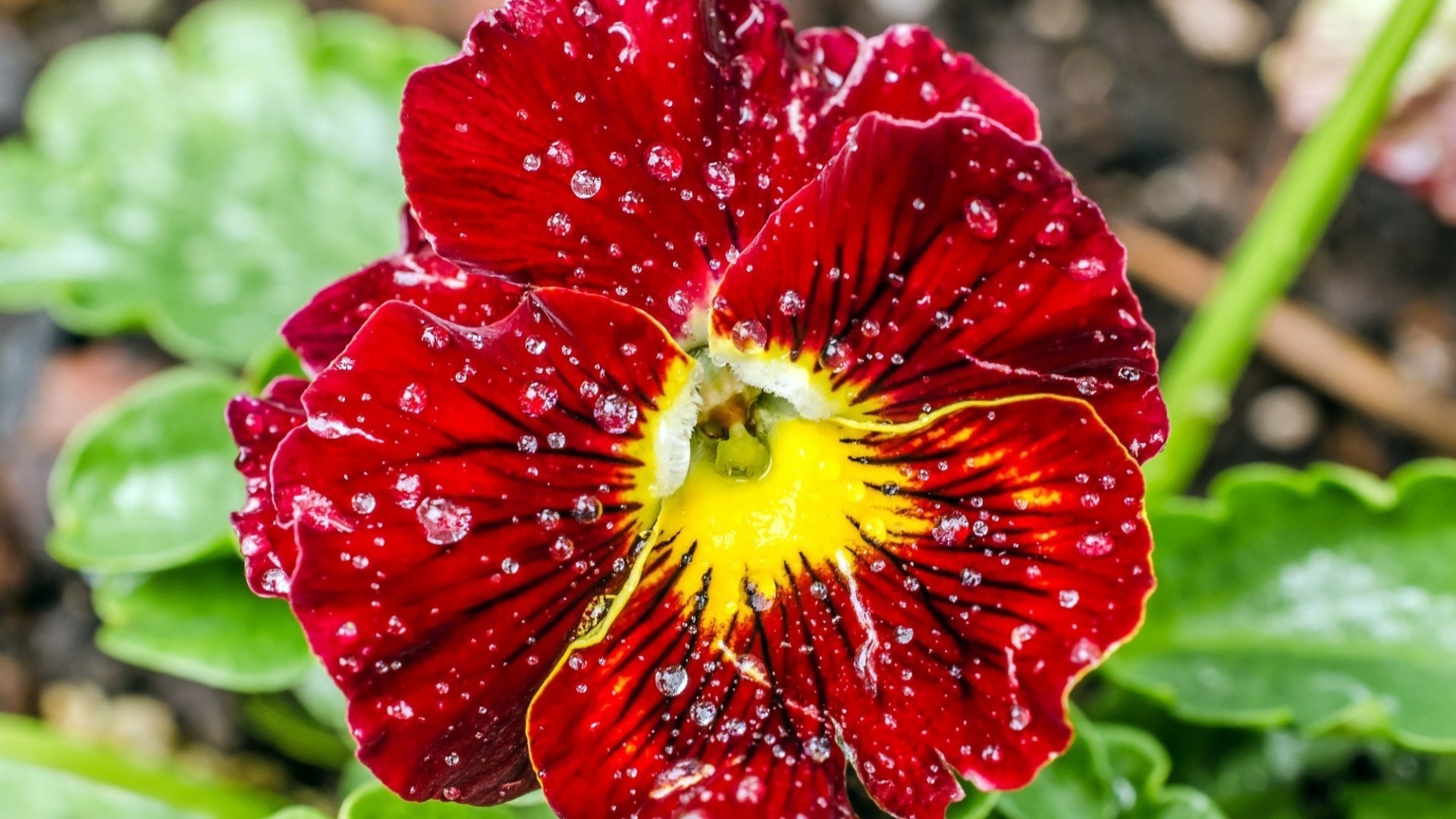 gouttelettes d eau nature jardin flore feuille fleur été couleur gros plan lumineux floral