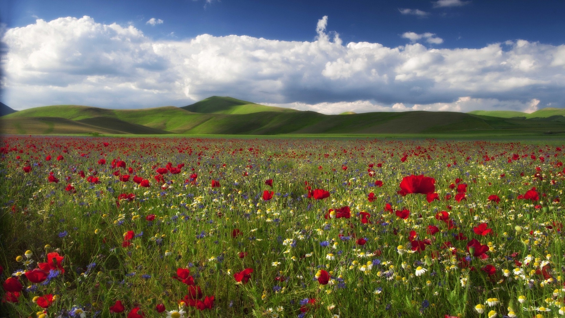 pole kwiatów poppy kwiat pole wiejski krajobraz sianokosy rolnictwo gospodarstwo wiejski natura lato trawa na zewnątrz pastwiska pastwisko ziemia uprawna flora kraj wzrost