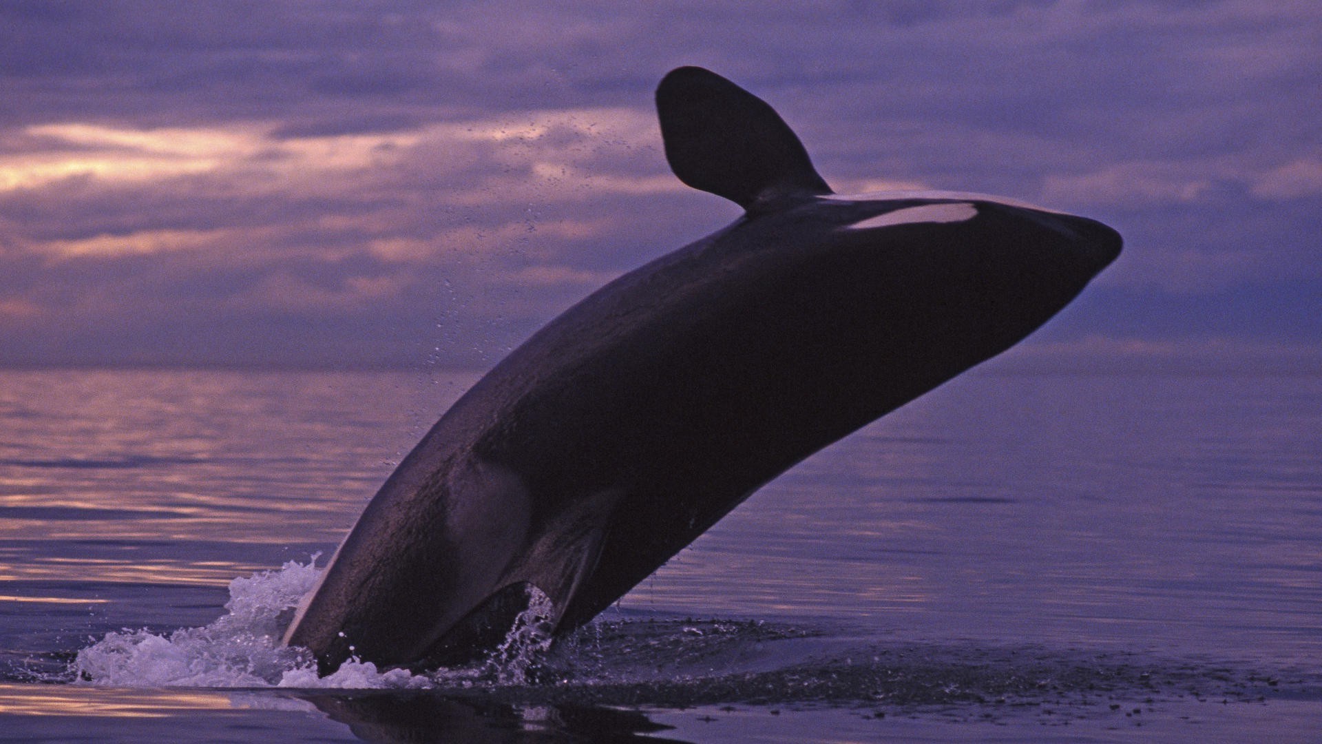 animaux eau océan baleine ventilateur mer coucher de soleil en plein air voyage plage dauphin