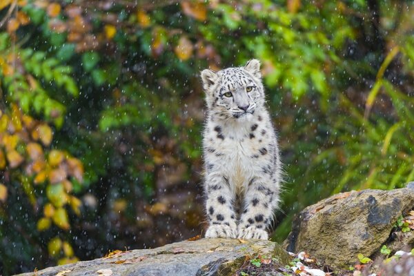 Tigre sur fond de faune