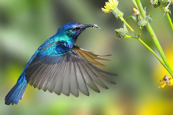 Ein Vogel, der im Flug bei Blumen gefroren ist