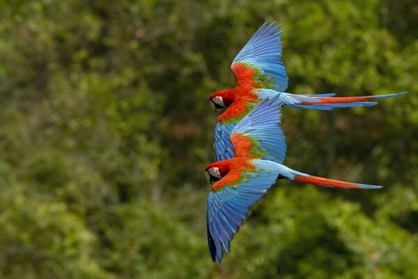 Zwei auffällige rot-blaue Papageien fliegen