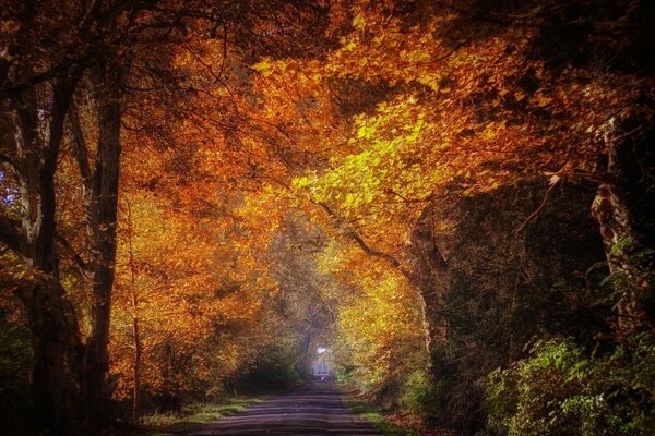 Camino en el bosque de otoño, detrás de las setas