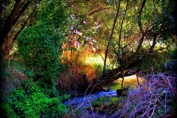 Foresta estiva nella stagione calda