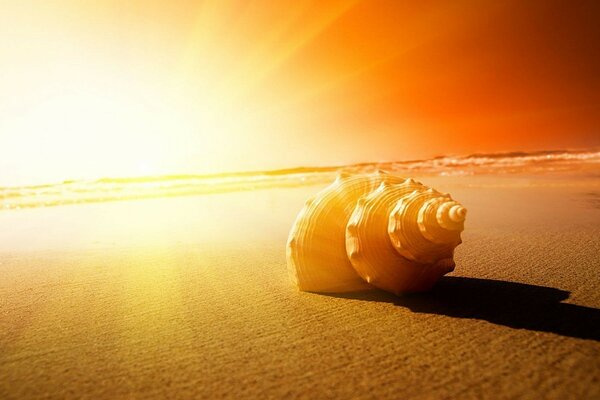 Image of a seashell on the beach at sunset