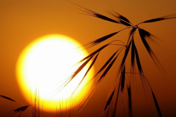 Sunsets and spikelets of grass are depicted