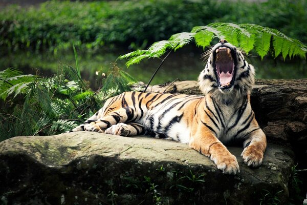 Tigre selvaggia nella foresta