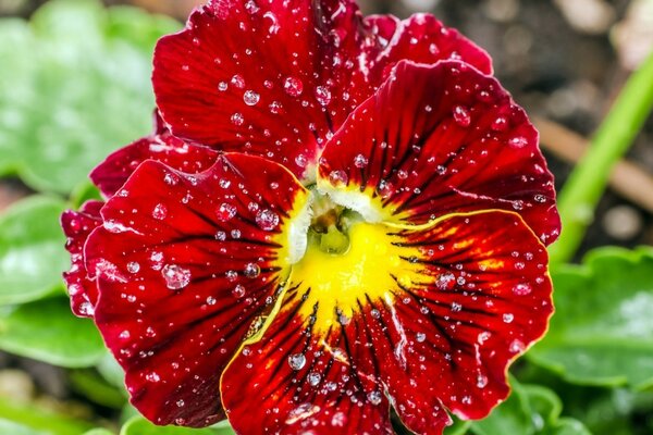 Wassertropfen auf einer schönen roten Blume