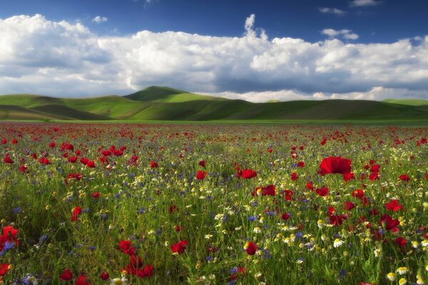 Tappeto di vari fiori di Prato