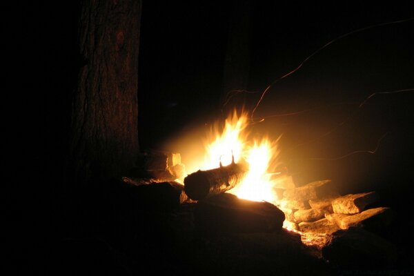 Fuego nocturno en el bosque