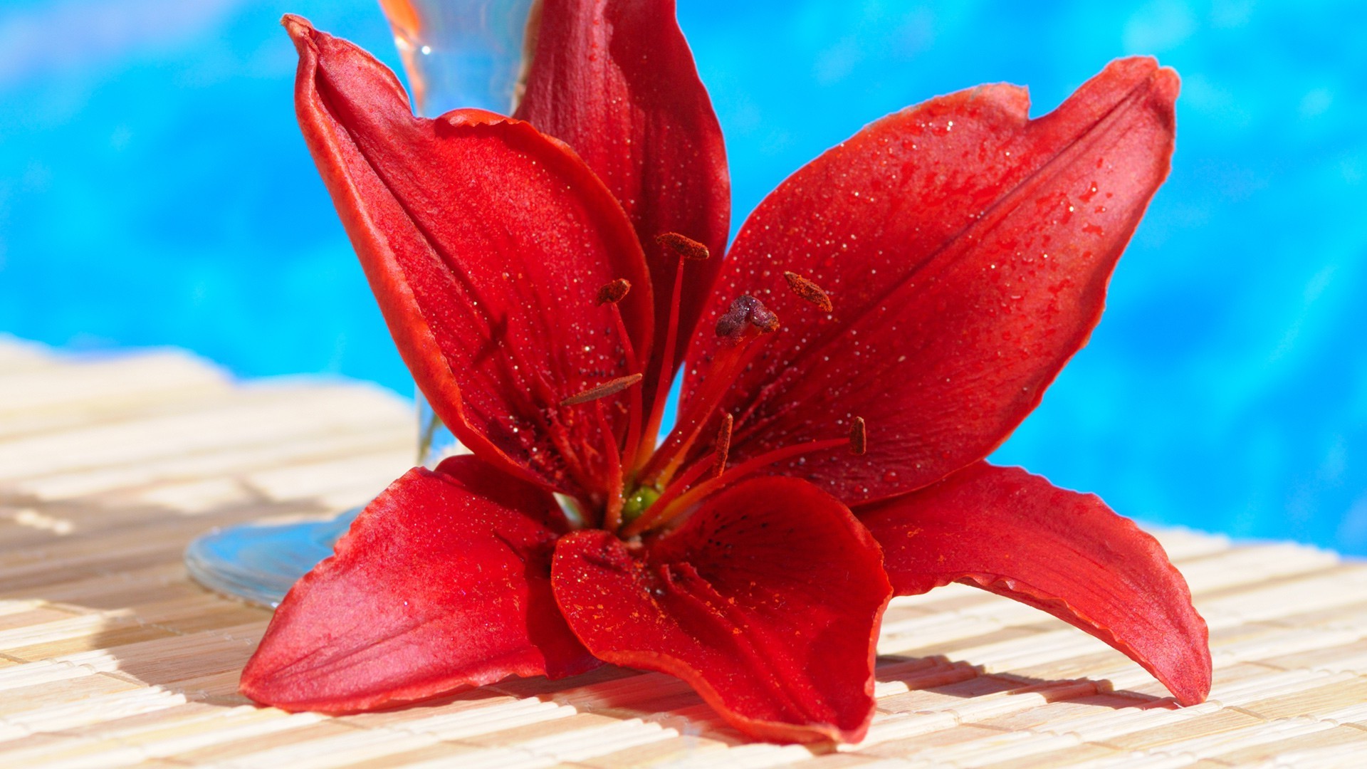 closeup flower nature lily flora tropical beautiful petal leaf summer garden floral color exotic blooming bright close-up