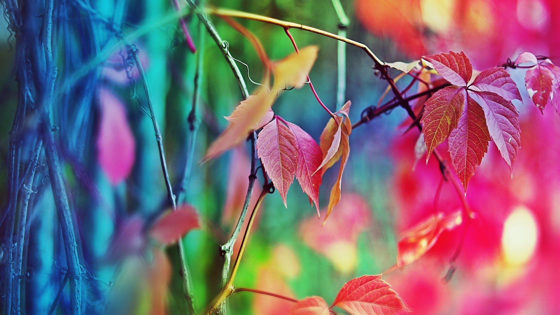 blätter blatt natur flora farbe hell garten saison herbst sommer wachstum desktop baum im freien schließen blume hell schön