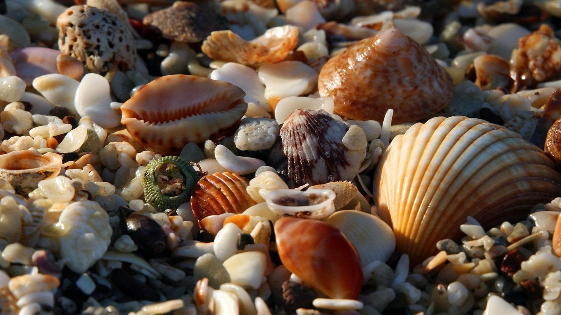 sea and ocean seashell shell shellfish marine collection clam snail cockle nature conch food desktop scallop kind many texture mix seashore sea