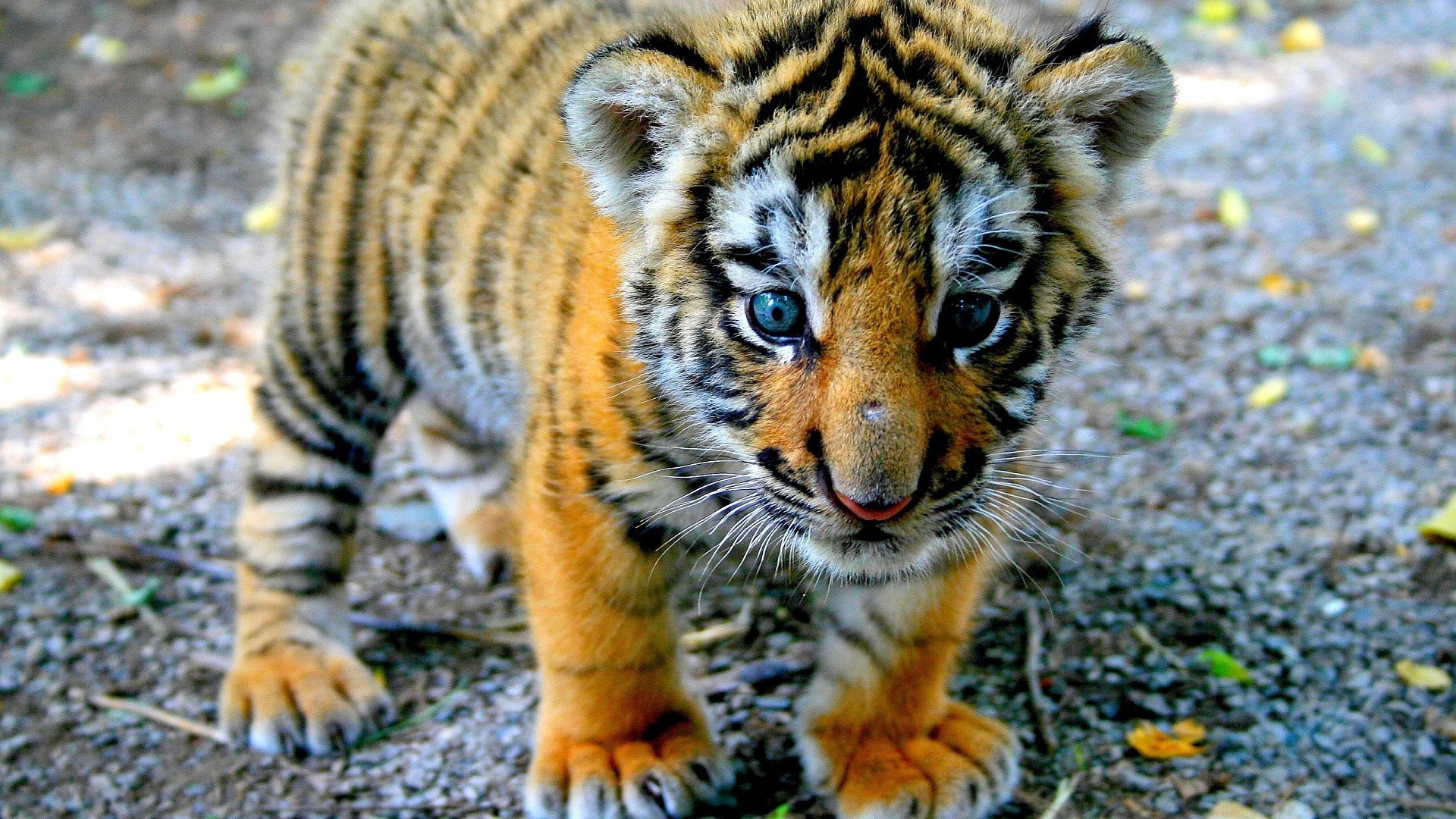 tygrysy dzika ssak kot zwierzę futro drapieżnik mięsożerca zoo natura dziki tygrys duży myśliwy dżungla safari śliczne polowanie