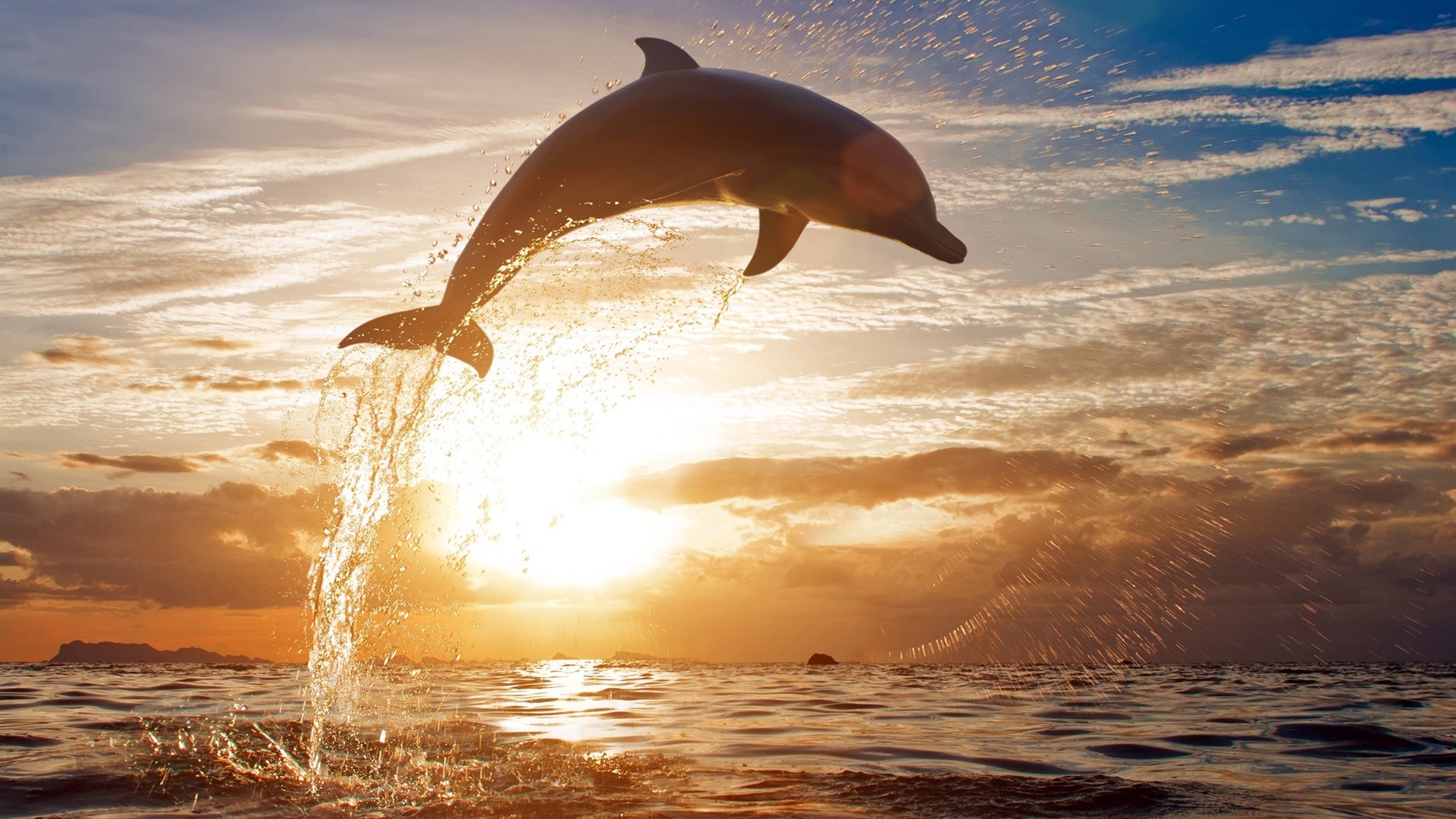 animali acqua tramonto oceano mare alba sole spiaggia