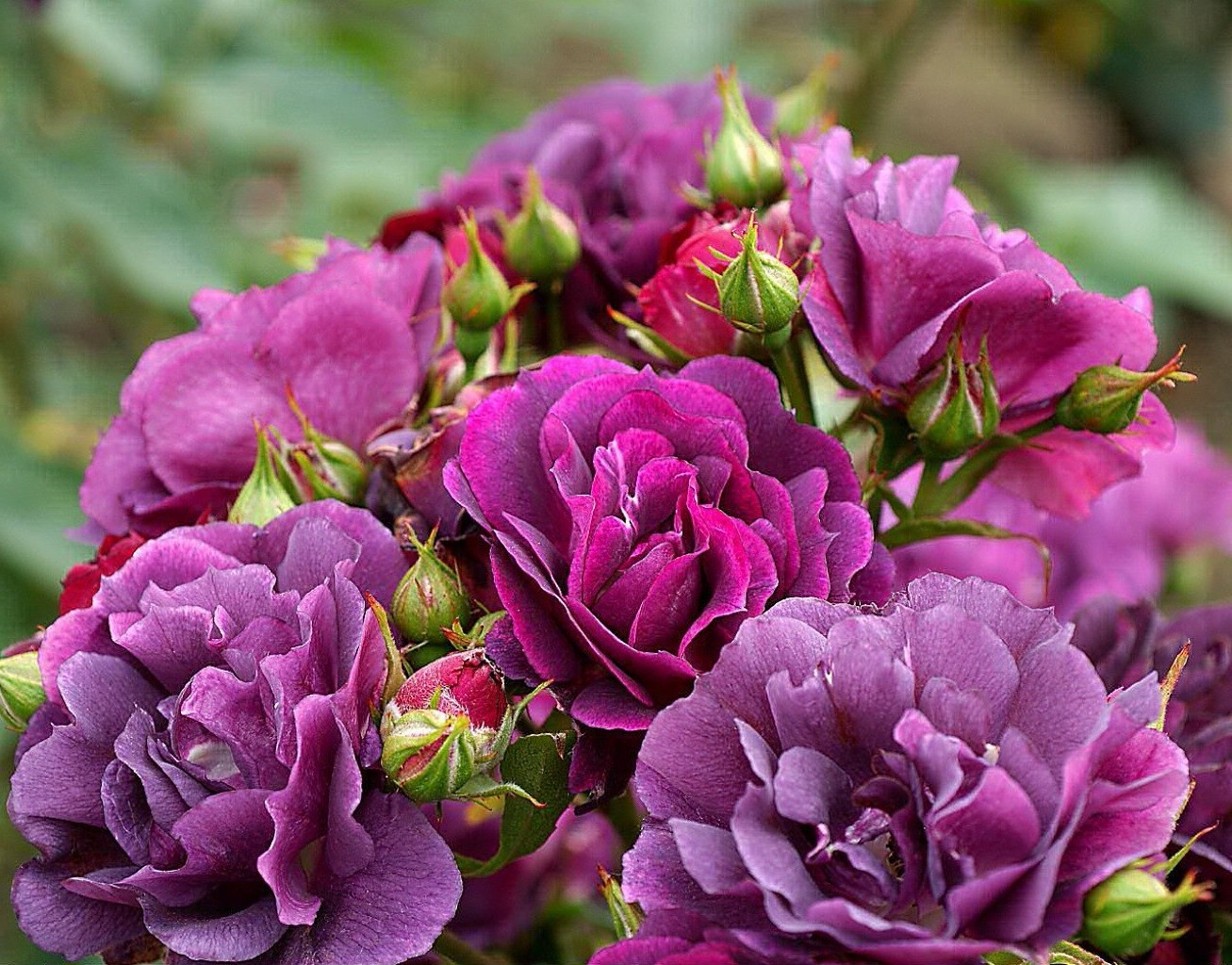 çiçekler çiçek doğa flora çiçek gül petal çiçeklenme bahçe buket yaprak renk yaz hediye aşk dekorasyon güzel romantizm düğün yakın çekim romantik