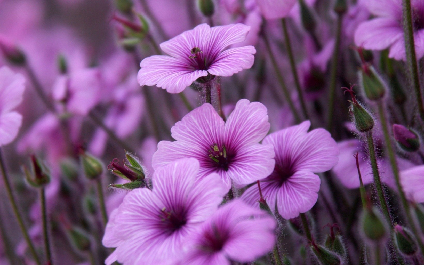 fleurs fleur flore nature jardin bluming champ été couleur pétale floral feuille gros plan violet à l extérieur foin beau temps lumineux herbe