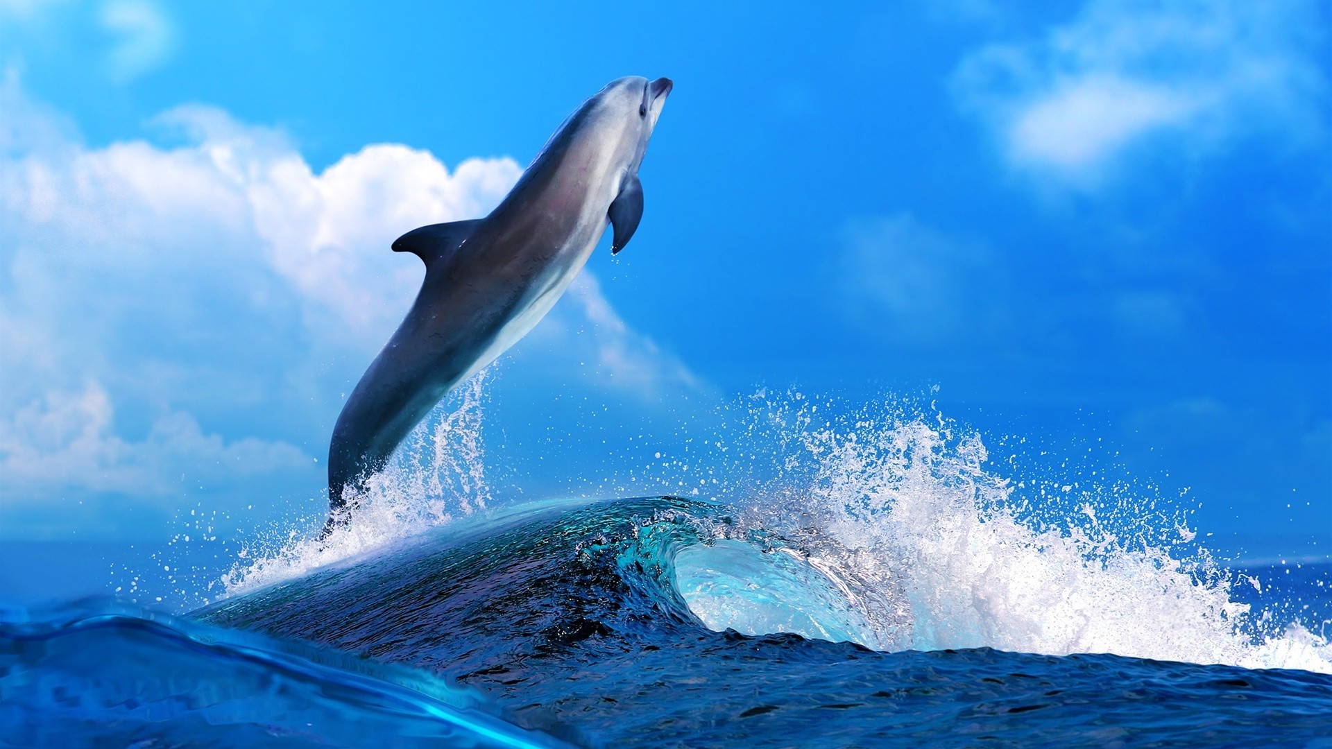 animals blower dolphin water whale underwater swimming ocean fin sea diving splash fish shark outdoors mammal motion marine wildlife nature