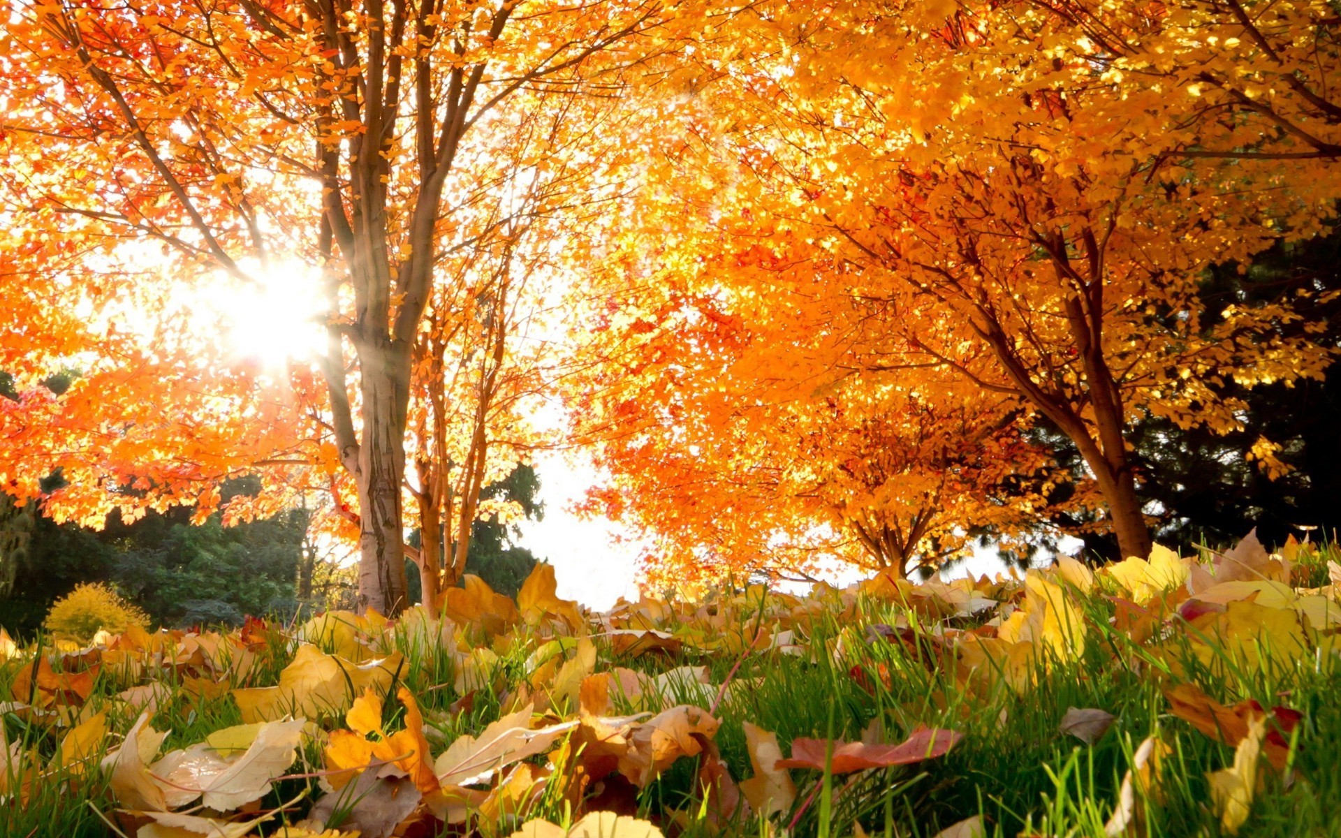 otoño otoño hoja arce árbol temporada parque paisaje madera naturaleza oro escénico brillante buen tiempo al aire libre rama paisaje cambio color escena