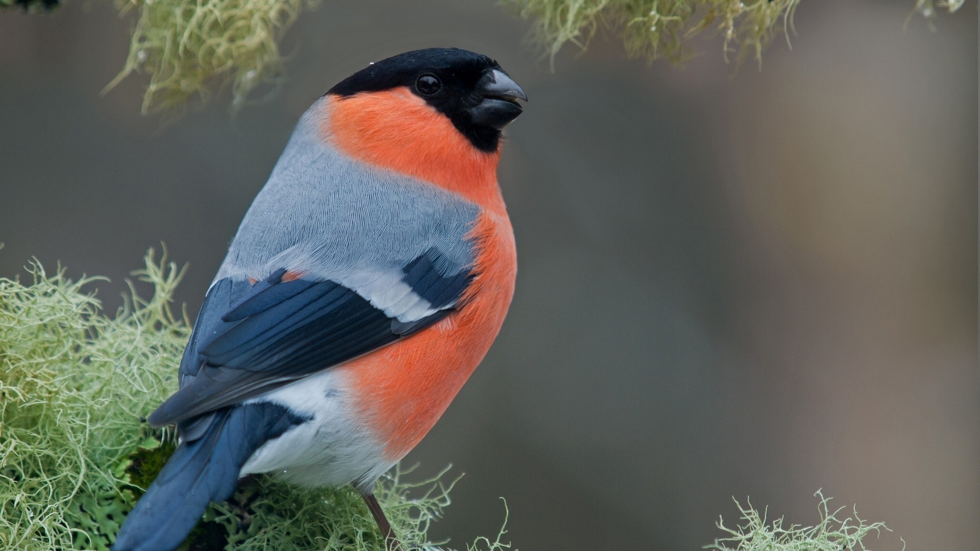 animaux faune en plein air oiseau nature unique