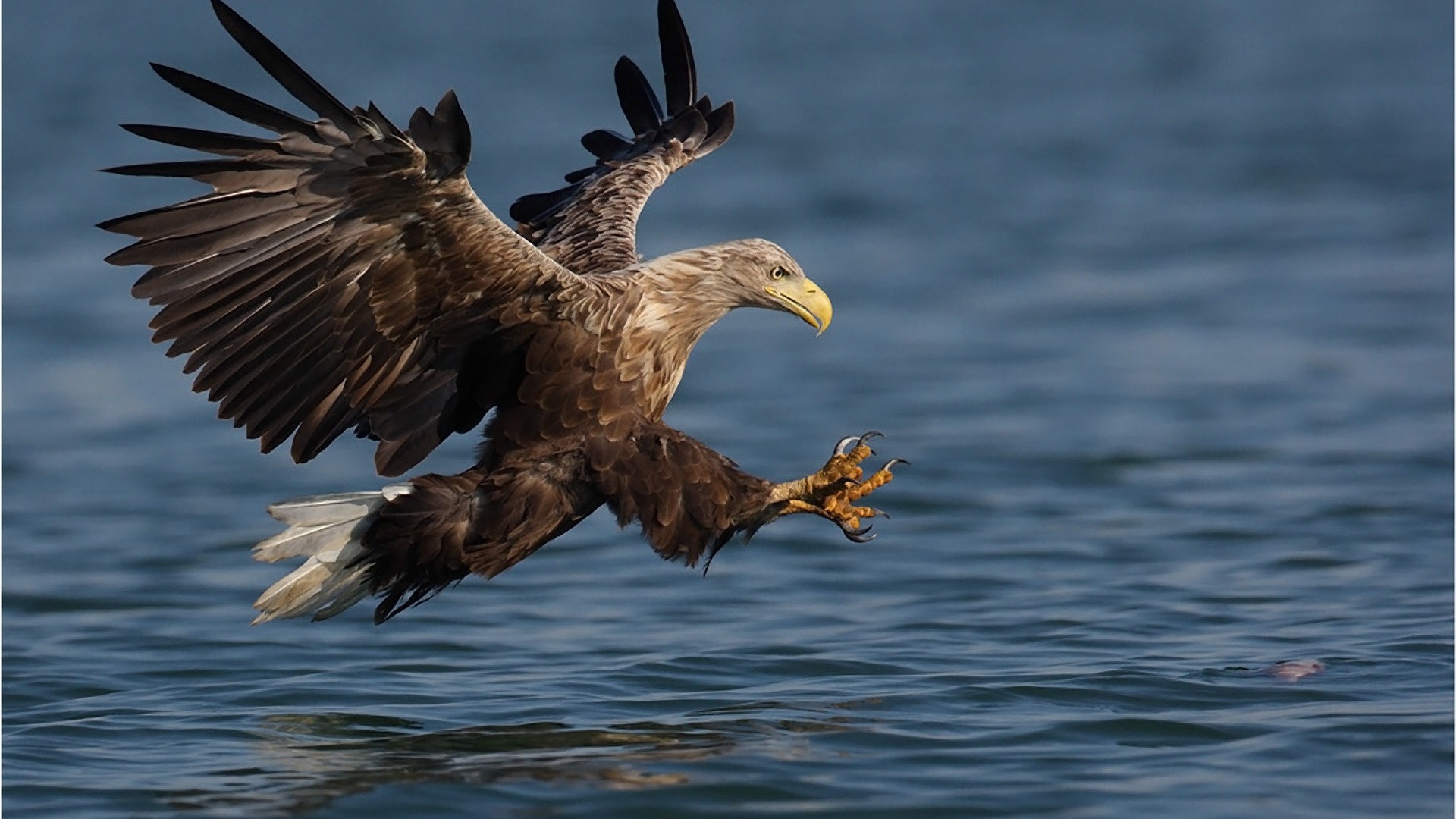 animais pássaro vida selvagem natureza animal raptor ao ar livre selvagem água