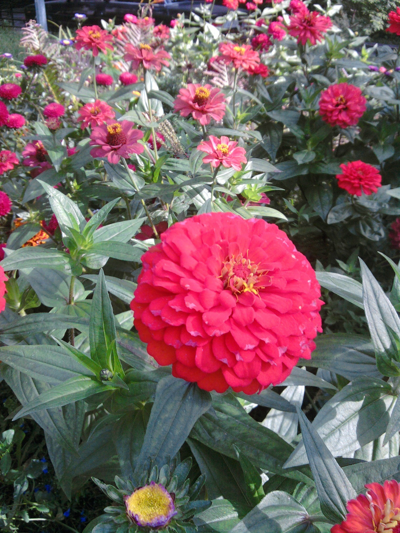 花 花 花园 植物 自然 开花 夏天 叶 花瓣 花 花 玫瑰 植物 花束 生长 大丽花 多年生 户外