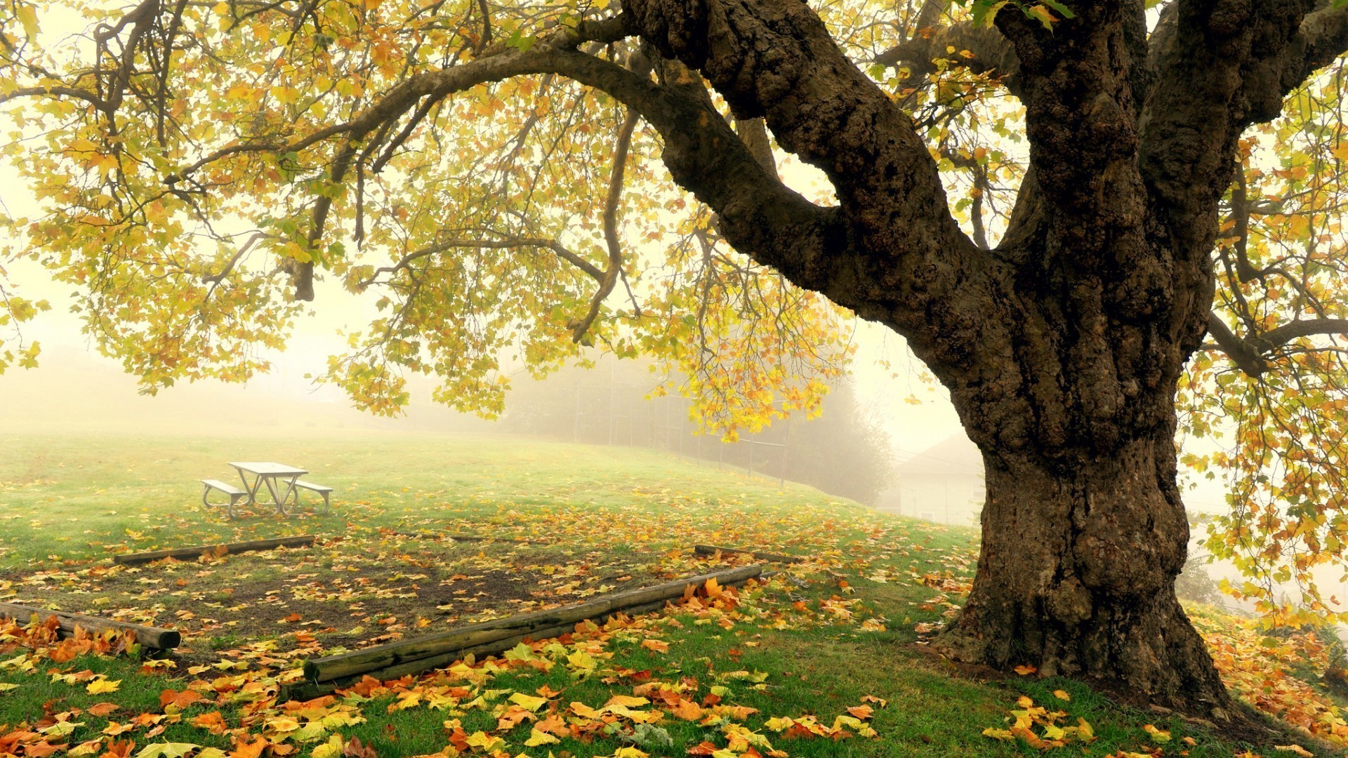 otoño árbol otoño hoja naturaleza paisaje madera parque temporada rama buen tiempo al aire libre sol amanecer campo arce tronco brillante rural escénico