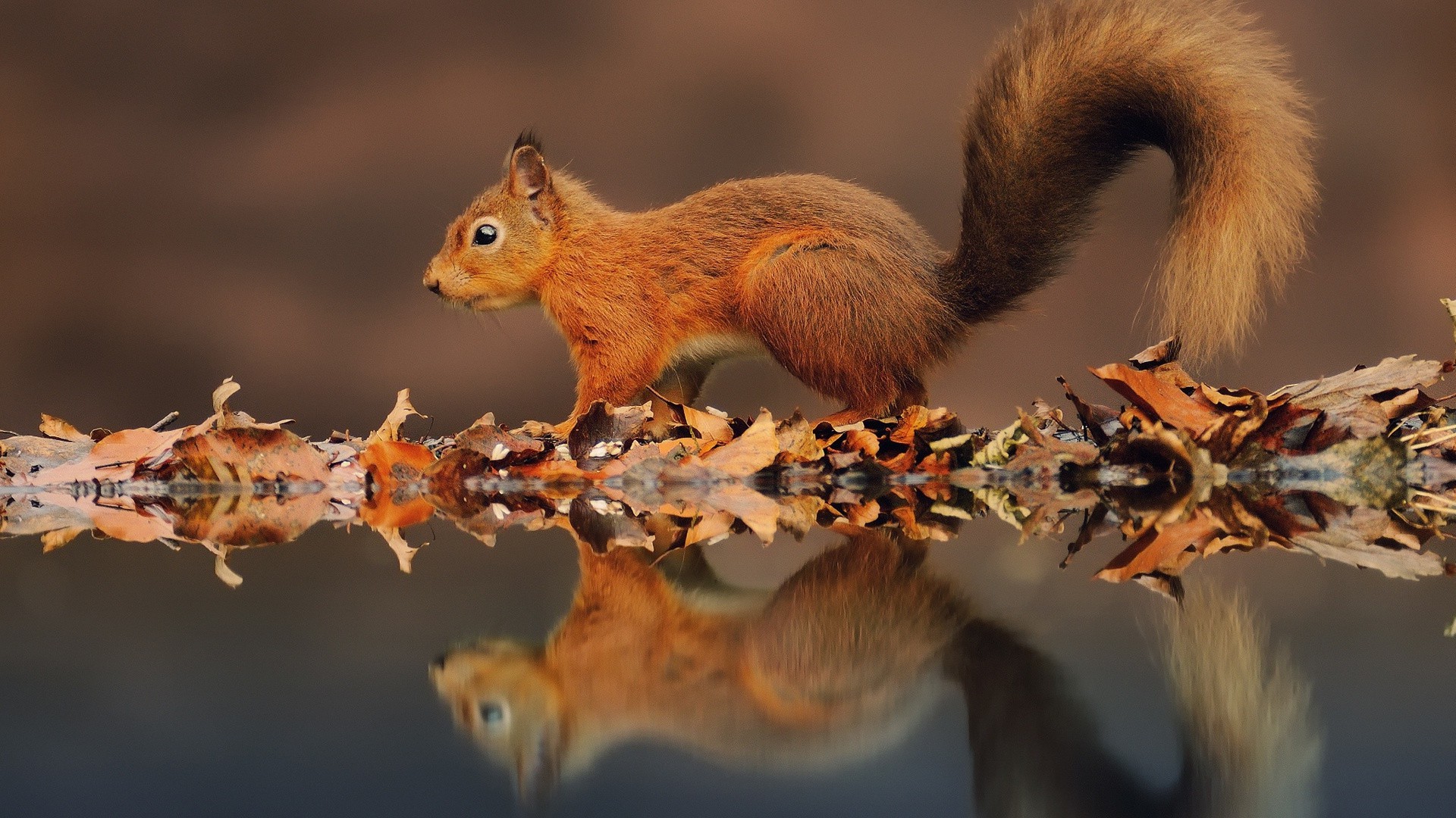 proteins squirrel wildlife nature mammal nut rodent animal little cute