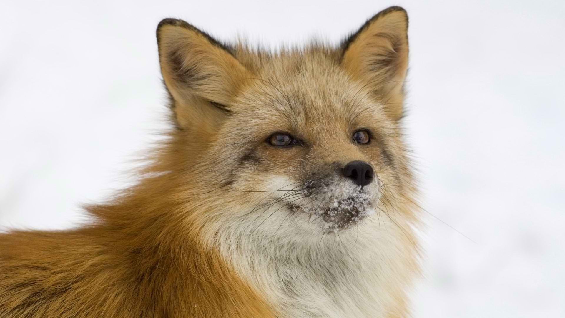 raposa cinegrafista mamífero cão animal fofa pele retrato animal de estimação spitz visualização vida selvagem solteiro filhote de cachorro pequeno olho