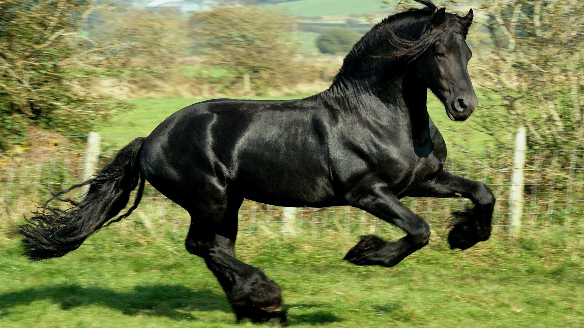 pferde kavallerie pferd säugetier mare tier manet hengst reittier pferdezucht bauernhof gras pony sitzen schnell heuhaufen lebende tiere feld