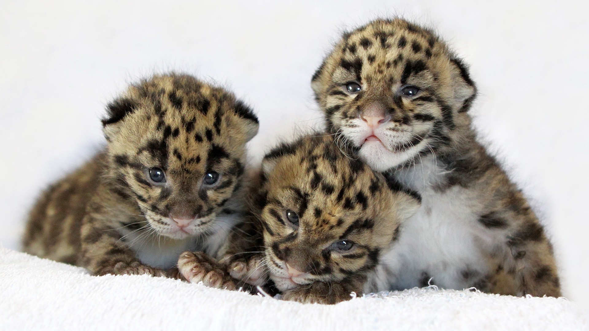 tigres chat mammifère animal faune mignon prédateur mangeur de viande fourrure louveteau portrait