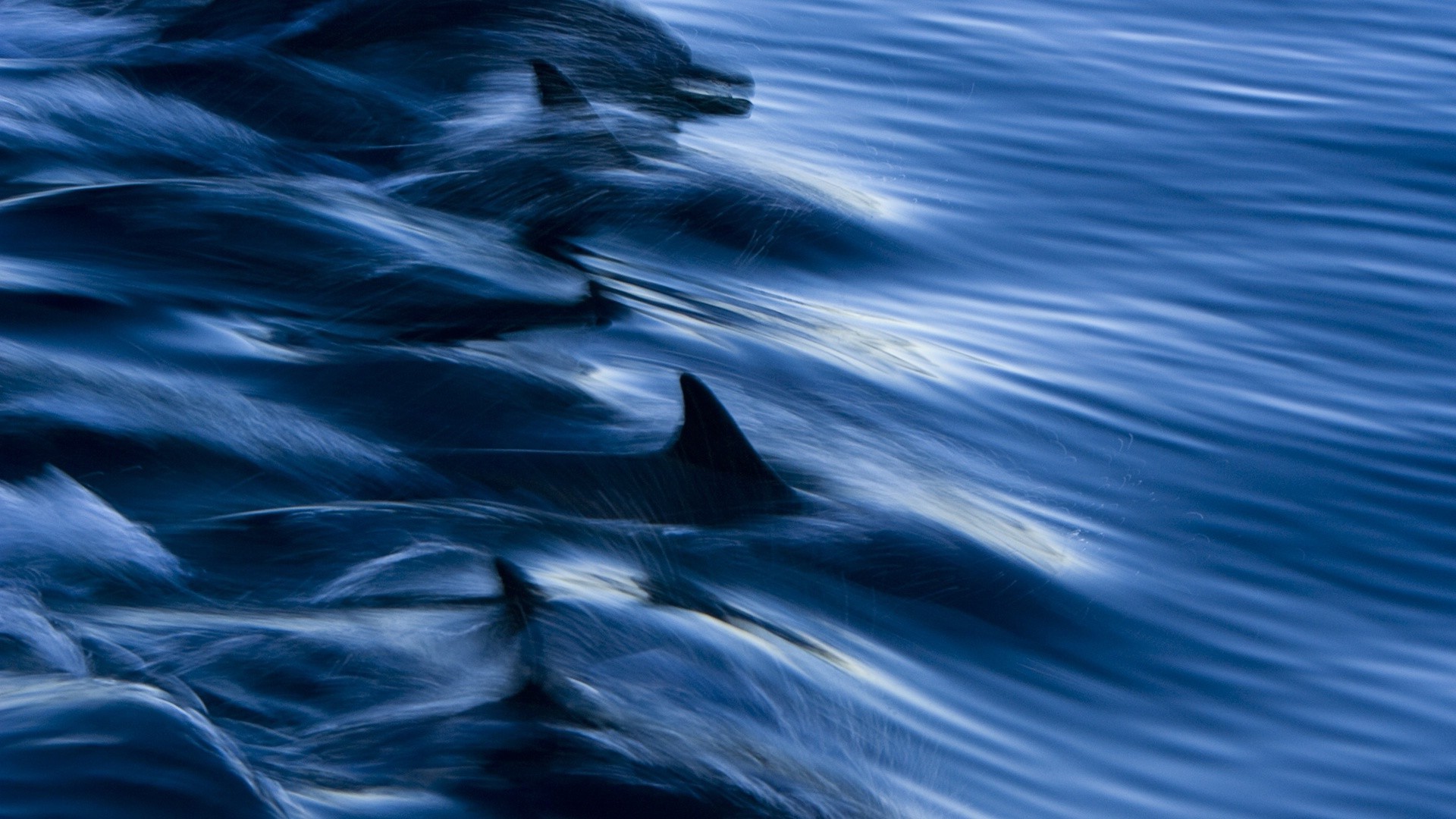 дельфины в океане загрузить
