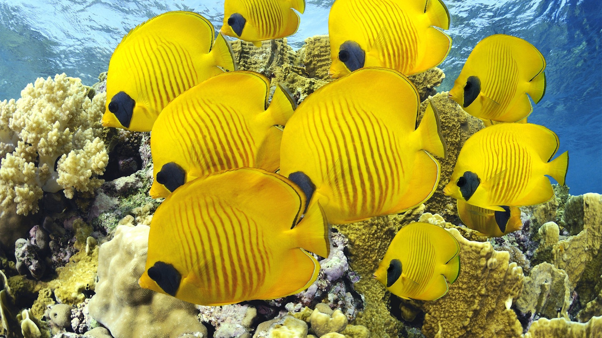 animali sott acqua acqua natura tropicale colore oceano pesce all aperto viaggi desktop tempo libero