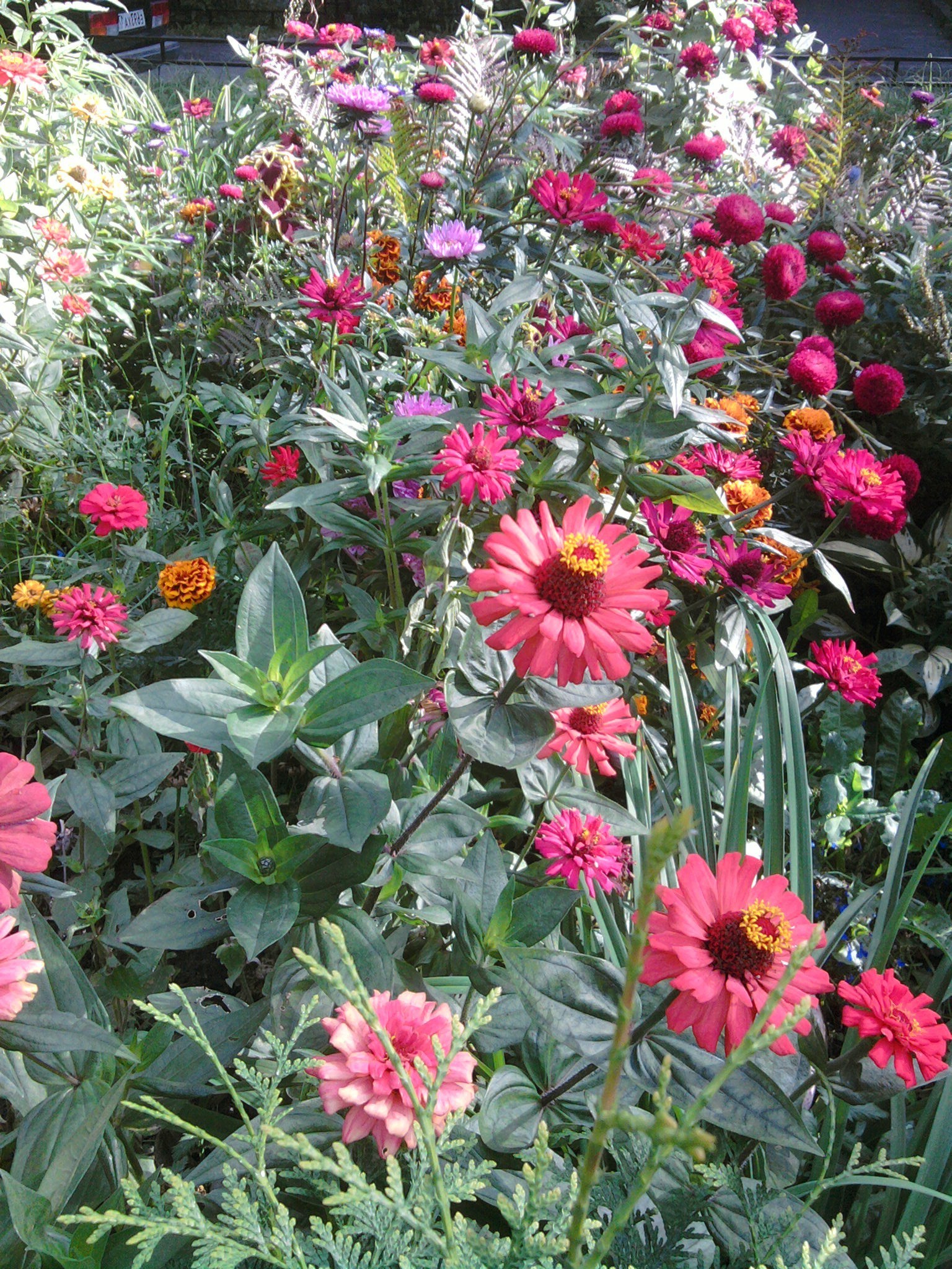 fleurs fleur jardin flore nature été bluming floral feuille pétale couleur botanique saison croissance rose décoration lumineux vivace à l extérieur bouquet