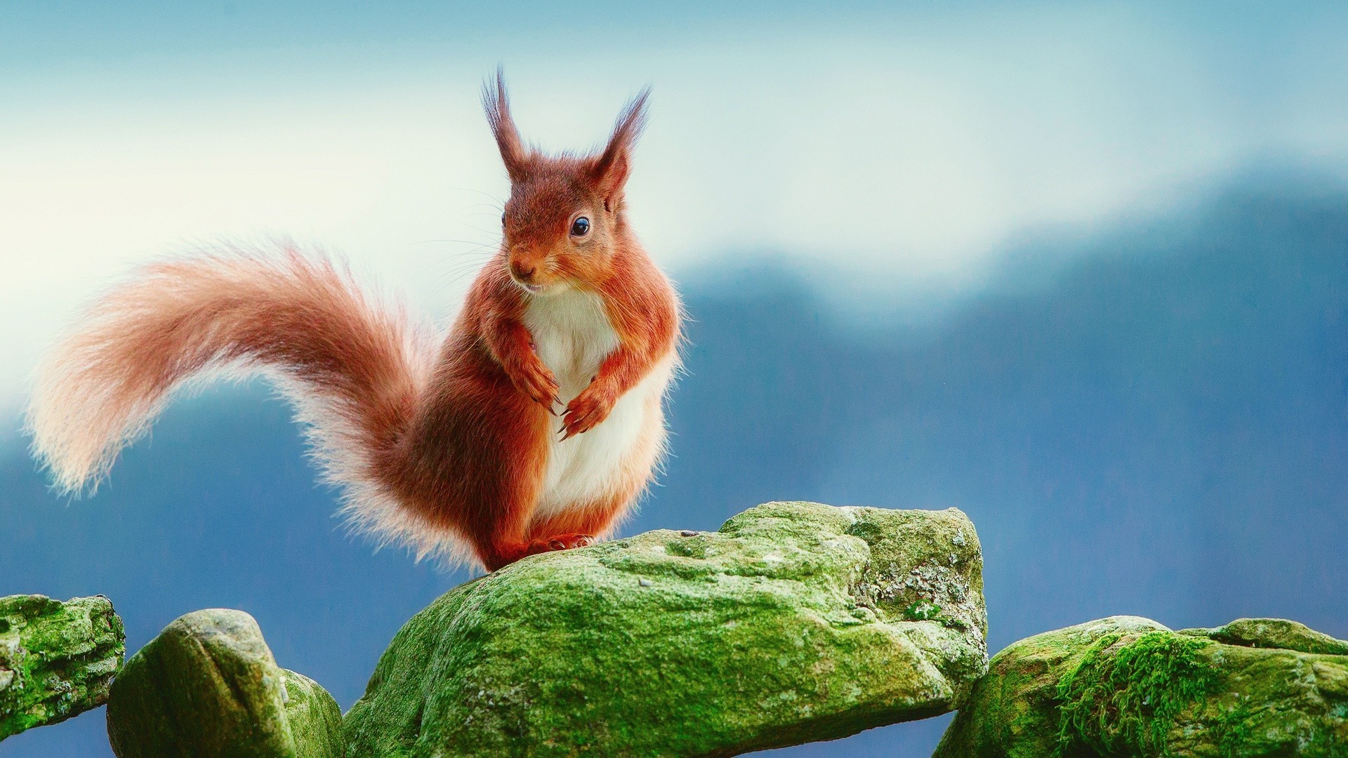 eichhörnchen natur im freien niedlich himmel eins