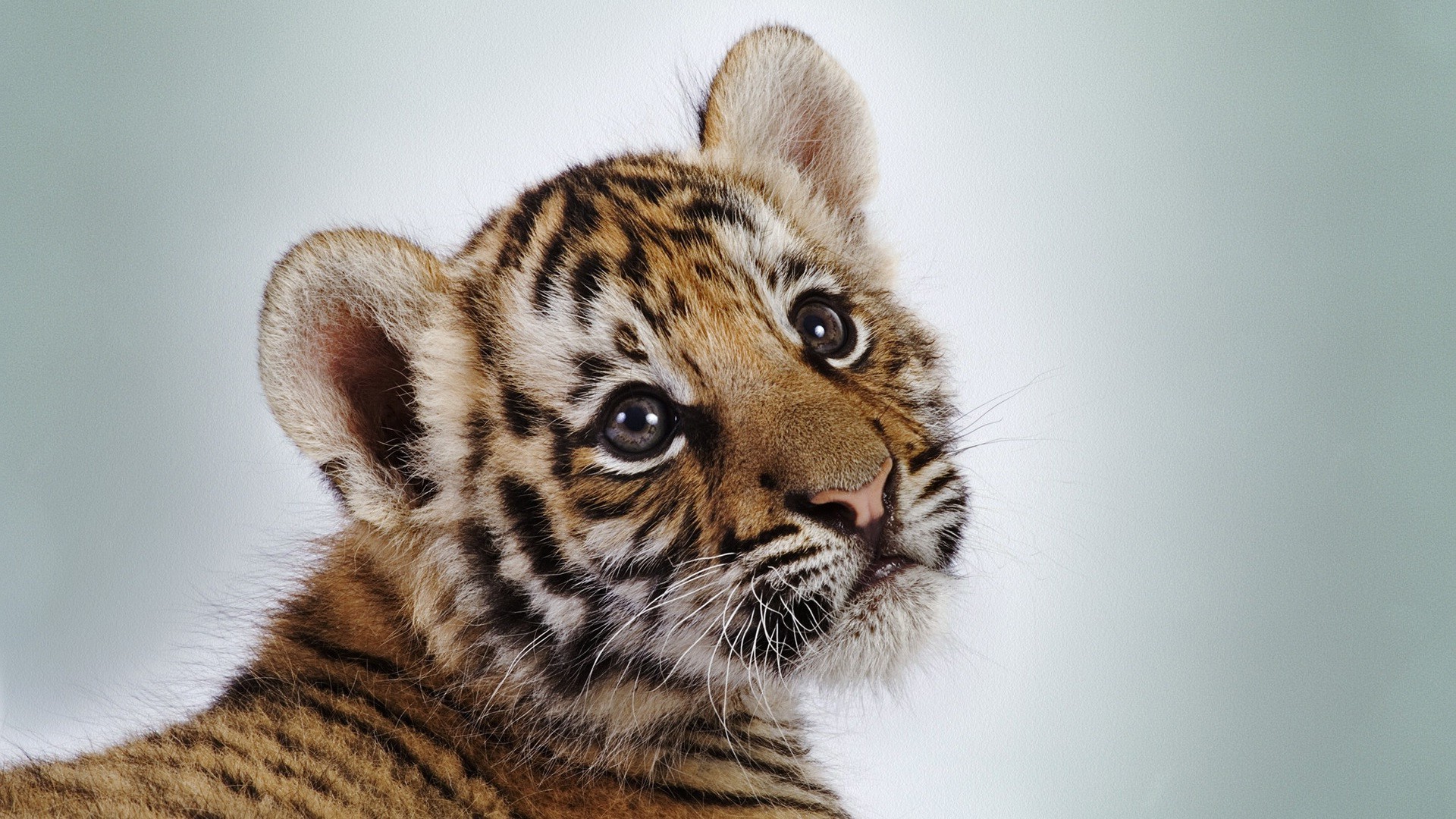 tigers cat animal mammal tiger wildlife fur predator portrait stripe zoo carnivore hunter eye cute safari big baby cub