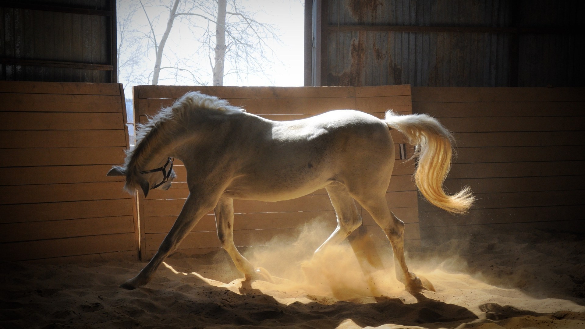 pferde kavallerie säugetier mare pferd pony pferdezucht eins manet hengst tier gestüt sitzen mustang zwei lebende tiere