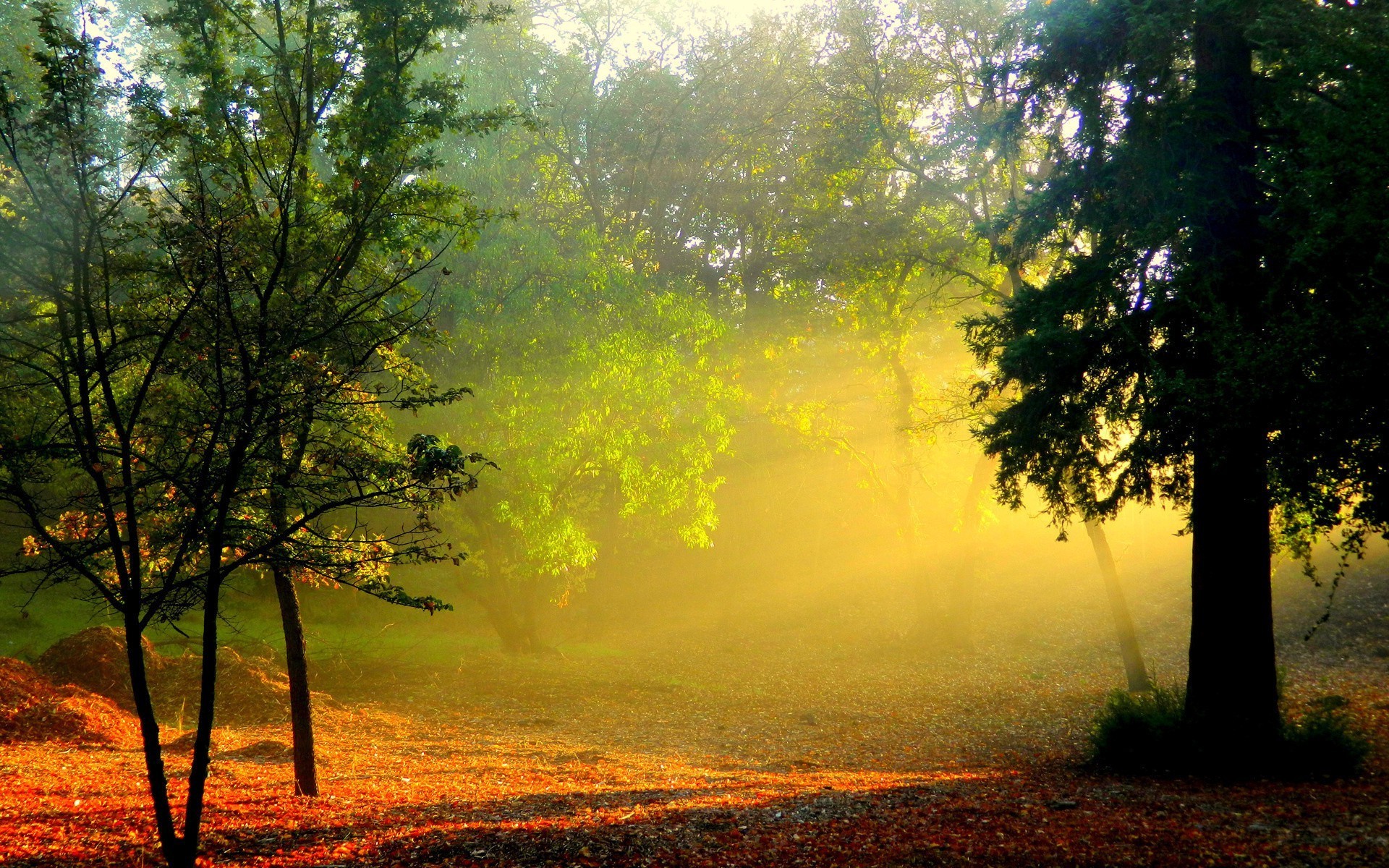 otoño amanecer árbol paisaje niebla madera niebla naturaleza sol hoja otoño buen tiempo puesta de sol iluminado parque campo al aire libre sunbim verano luz