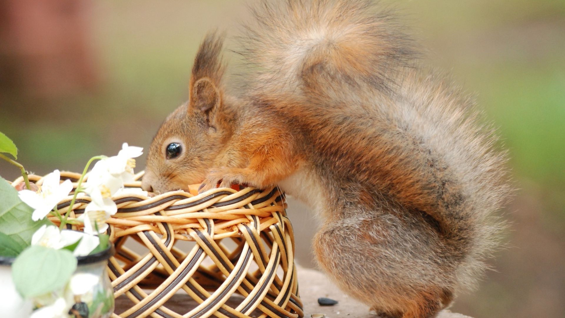 proteins squirrel wildlife mammal rodent nature cute fur little downy animal nut easter