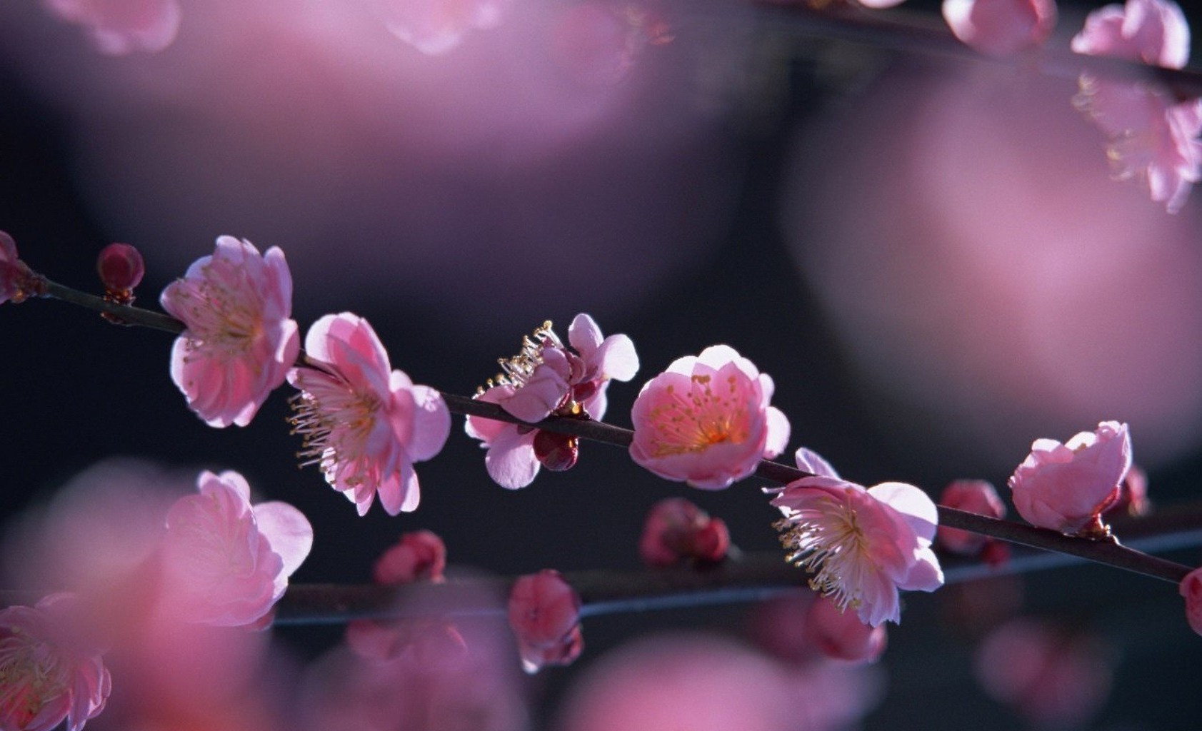 spring flower cherry branch nature garden flora bud tree blooming petal color apple delicate peach blur beautiful easter leaf floral