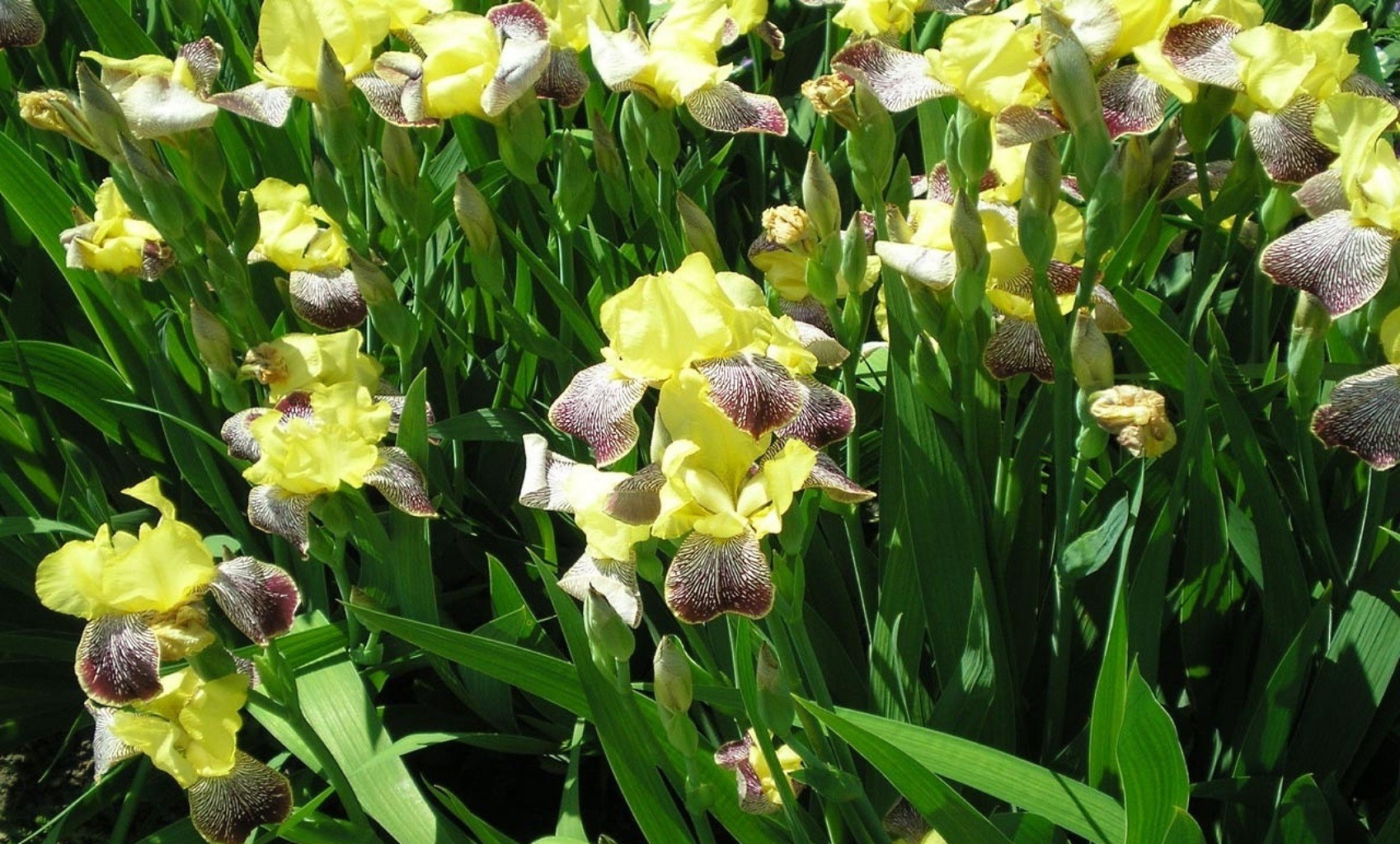 çiçekler çiçek flora bahçe doğa çiçek çiçek açan yaprak taçyaprağı tarla yaz çimen renk sezon parlak lale park lambalar dostum parlak saman otu