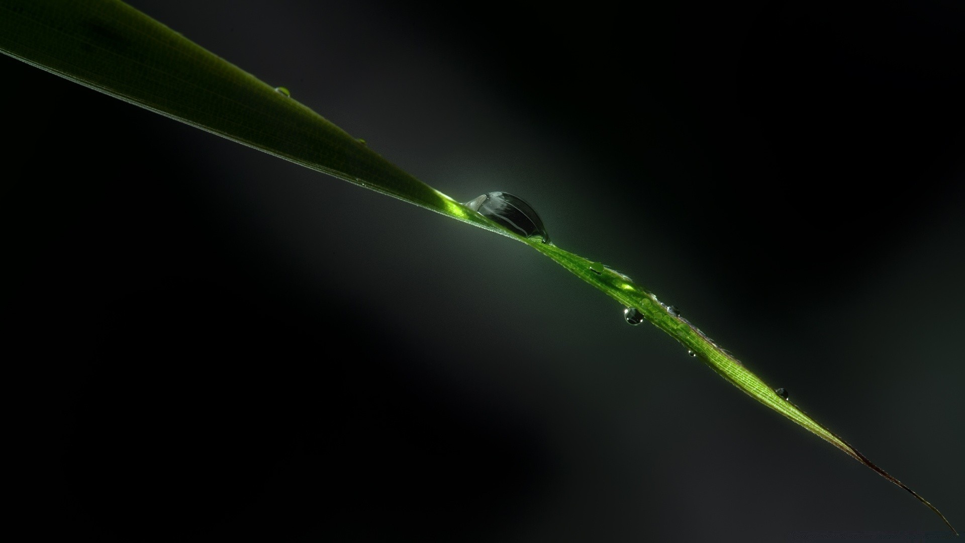 水滴和水 露水 雨 叶 秋天 生长 自然 滴 植物 清洁 花园 颜色