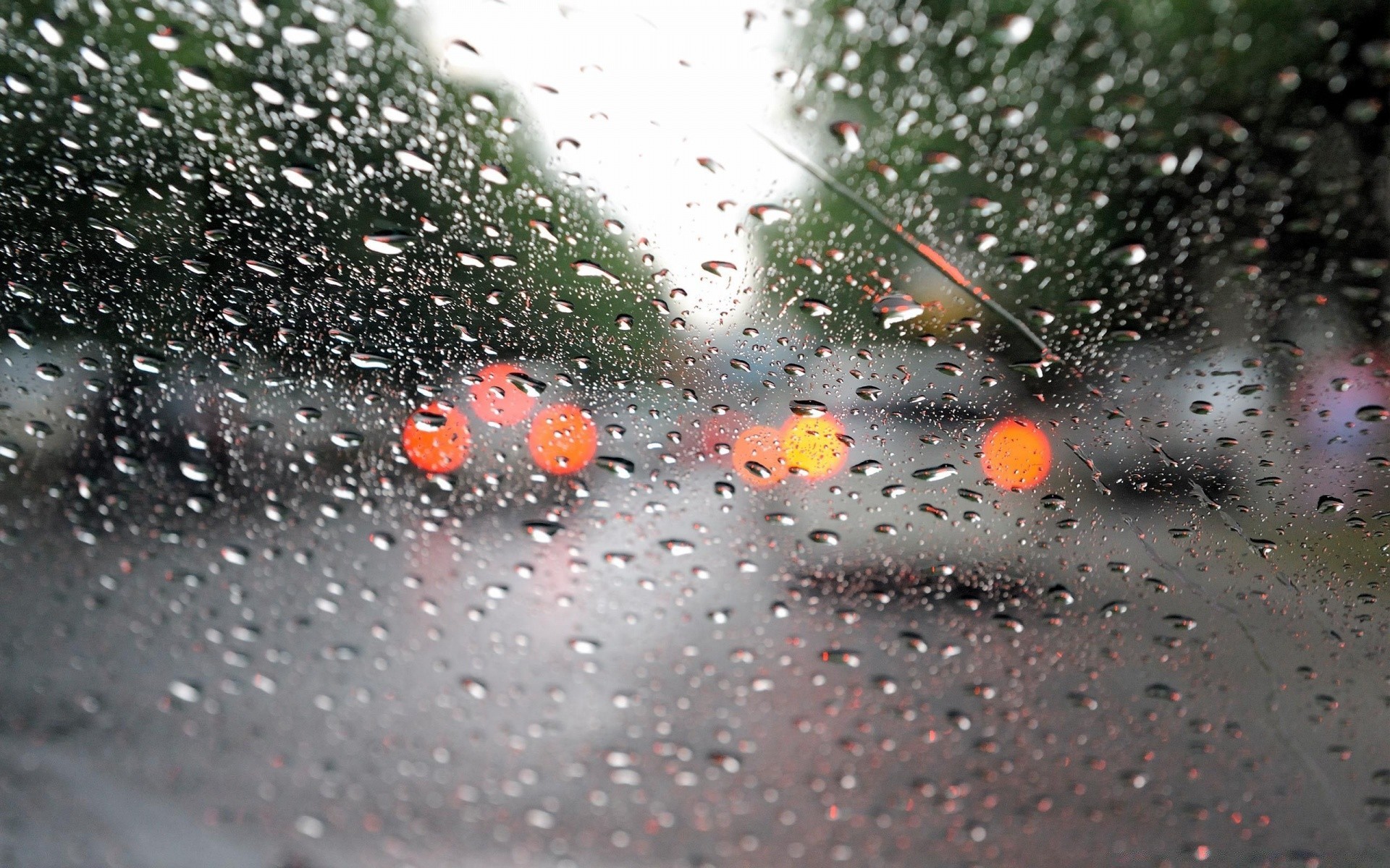 水滴和水 雨 秋天 湿 水 昆虫 滴 露 模糊 飞溅 无脊椎动物 特写 颜色