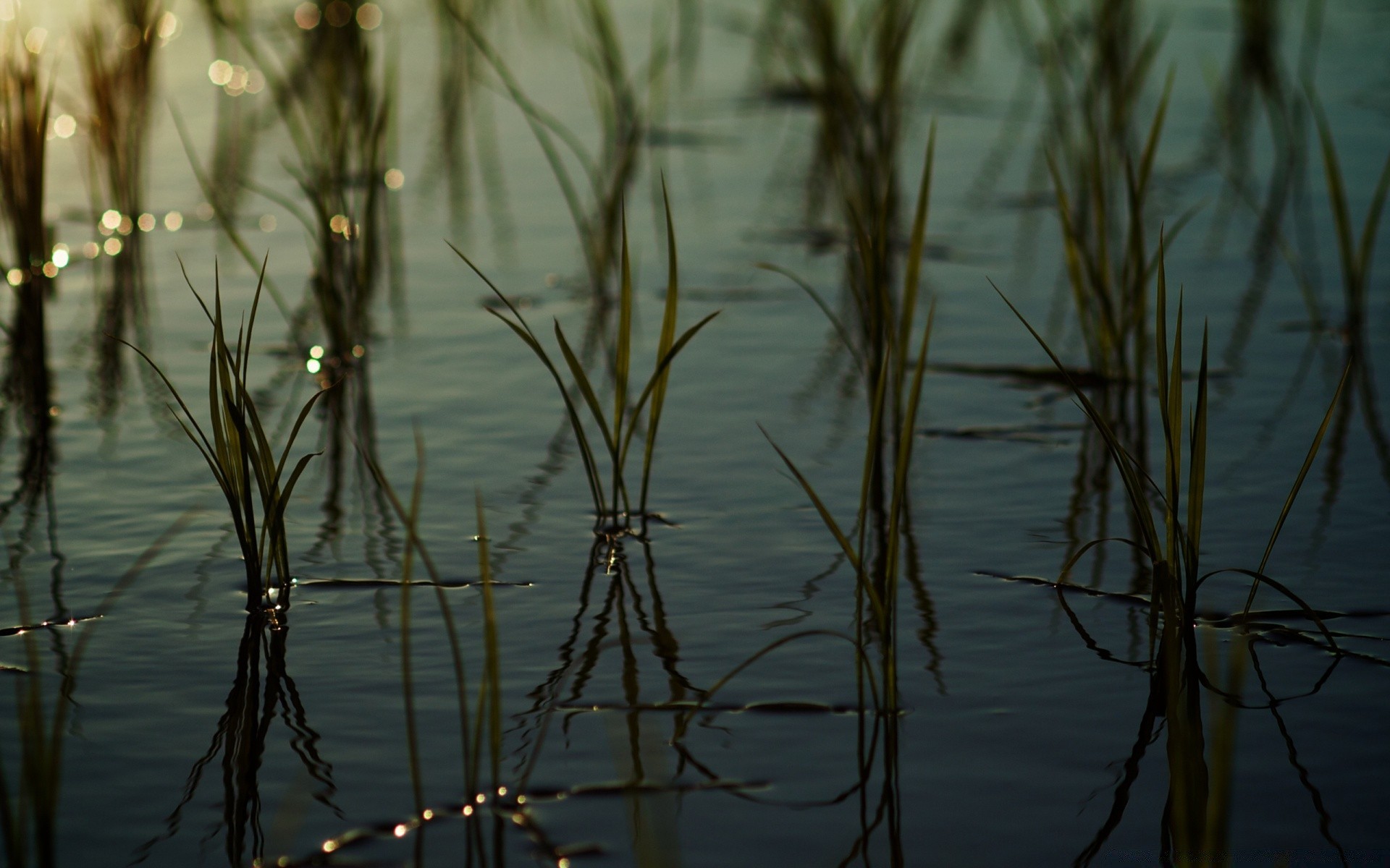 goccioline e acqua alba riflessione acqua lago tramonto natura reed fiume marcia all aperto sole paesaggio bel tempo legno palude sera luce erba cielo