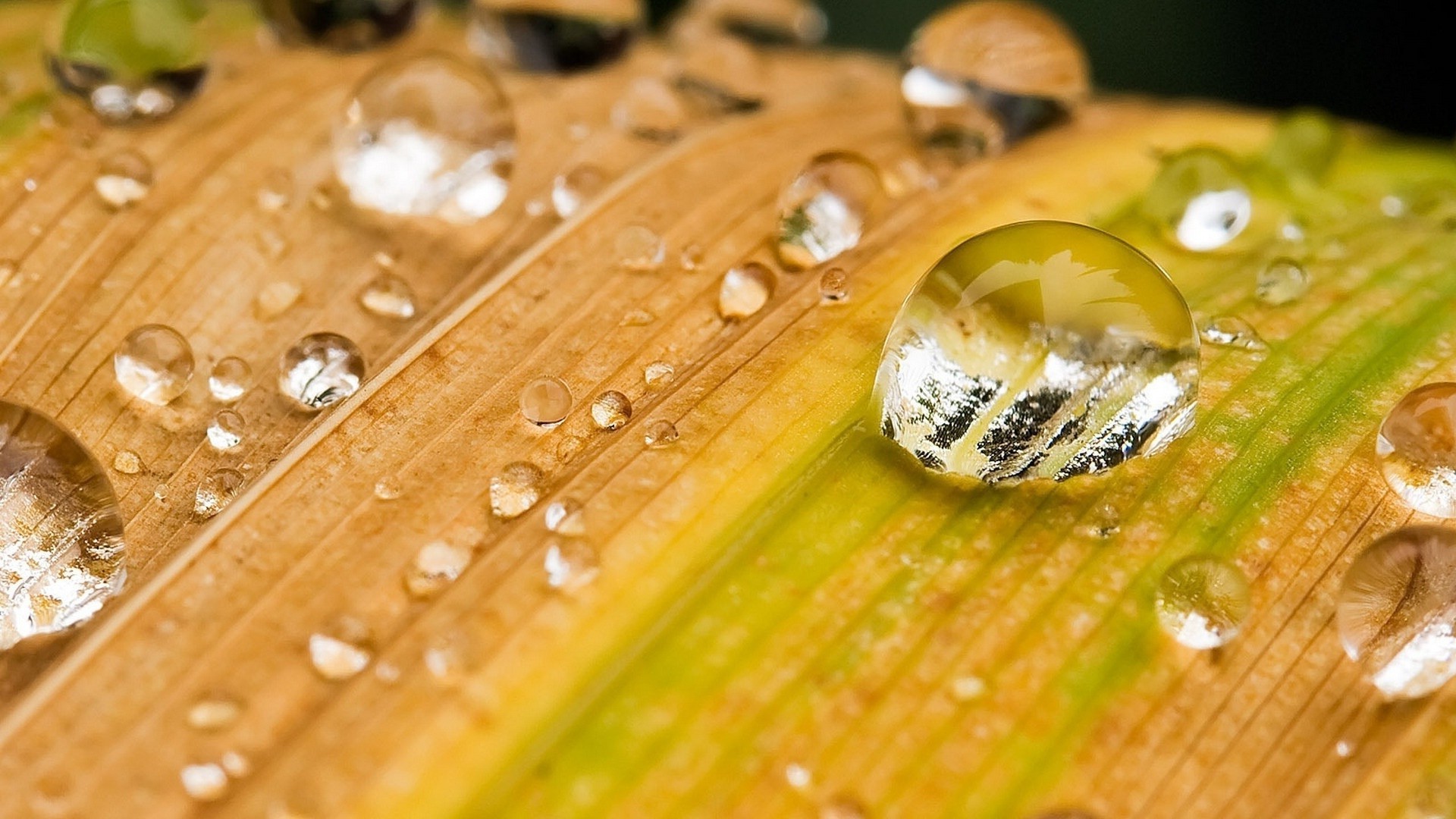 gouttelettes d eau goutte humide eau bois bureau en bonne santé pluie rosée gros plan nature feuille propreté flore propre fraîcheur couleur