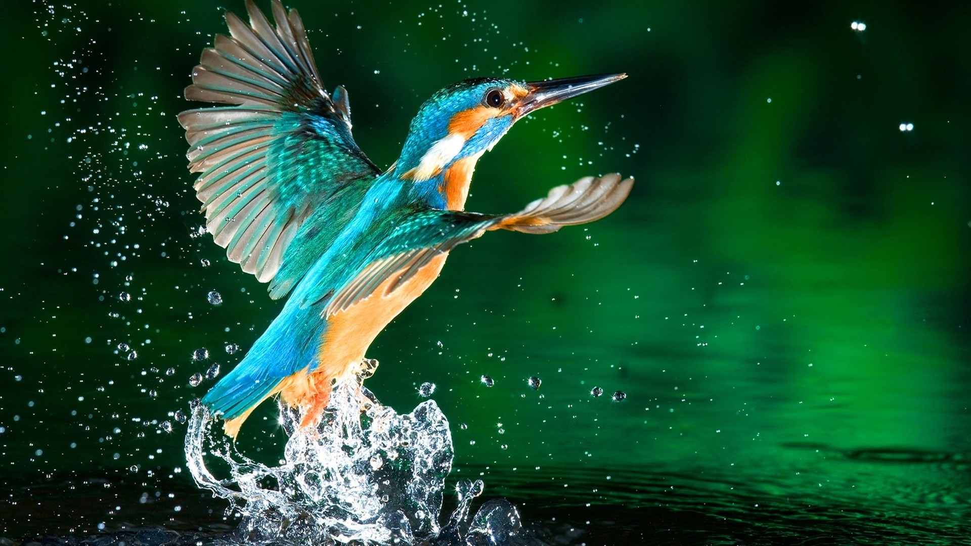 animals bird wildlife water nature animal fish fly beak lake