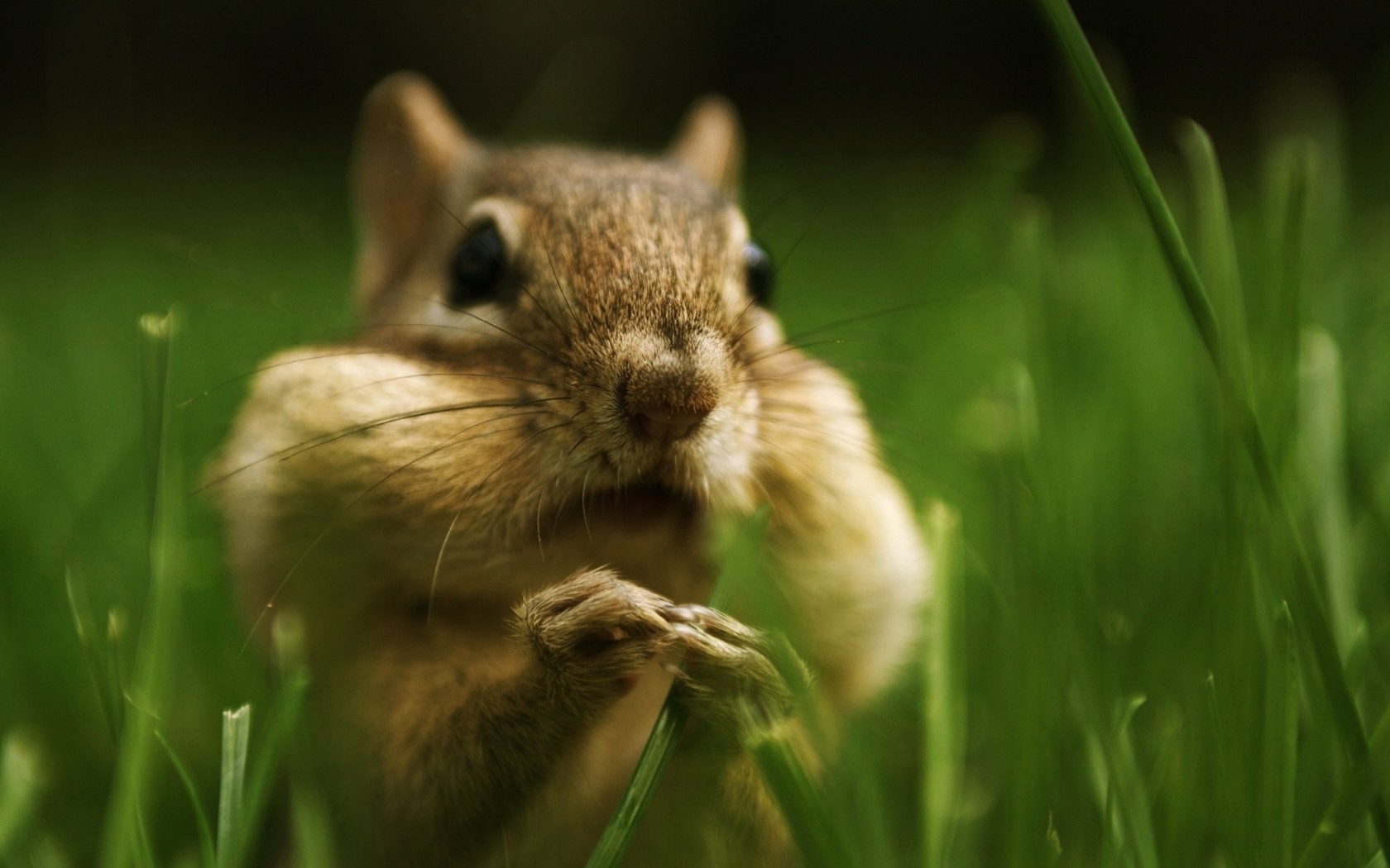 proteins rodent squirrel wildlife mammal nature little cute grass animal fur