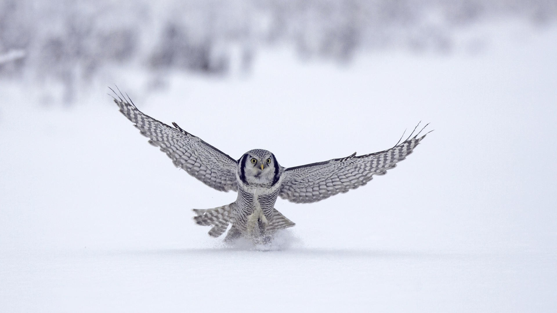 animali uccello neve raptor inverno aquila falco gufo falco piuma fauna selvatica volo freddo natura volare ala preda predatore animale all aperto