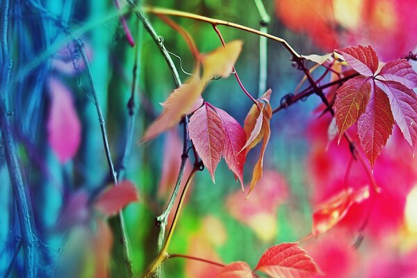 Unusual leaves of various colors